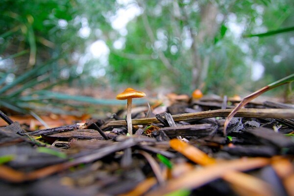 mushroom gummies